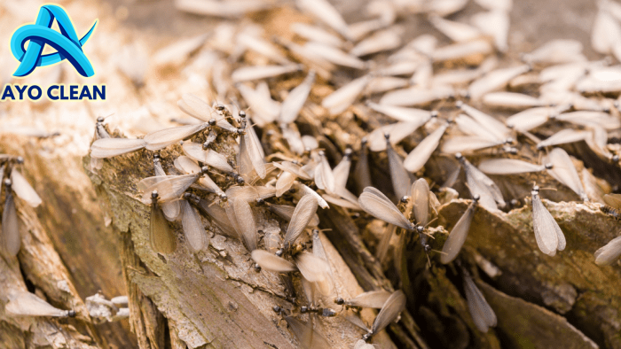 Cara membersihkan bekas rayap