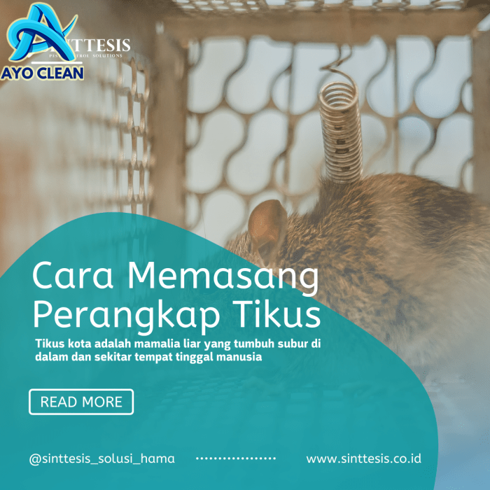 Cara Memasang Perangkap Tikus (Sinttesis Solusi Hama) - Sinttesis